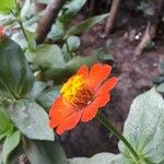 Zinnia peruviana Flower