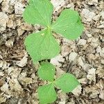 Trillium erectum برگ