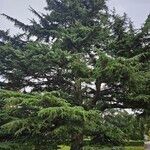 Cedrus deodara Hábito