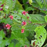 Persicaria chinensis Flor