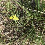 Lomatium triternatum Habit