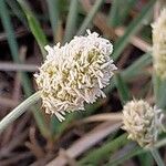 Sesleria nitida Flower