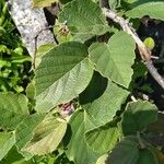 Fothergilla gardenii Lehti