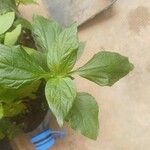 Synedrella nodiflora Лист