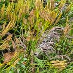 Lycopodium complanatumBlatt