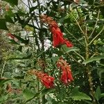 Erythrina humeana Kvet