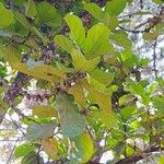 Ficus lyrata Φύλλο