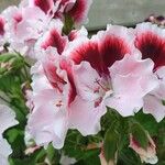 Pelargonium grandiflorum Flower