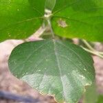 Lablab purpureus Leaf