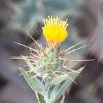 Centaurea melitensis Λουλούδι