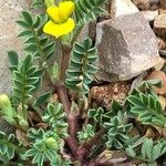 Hippocrepis biflora Leaf