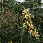Freylinia lanceolata Virág