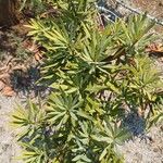 Podocarpus macrophyllus 葉