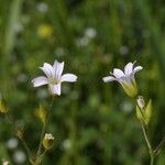 Mononeuria patula Habit