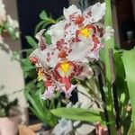 Oncidium crocidipterum Virág