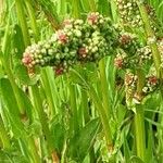 Rumex acetosa Fleur