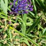 Muscari matritense Кветка