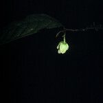 Duguetia pycnastera Цвят