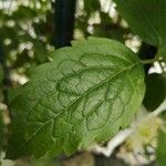 Clematis mauritiana Leaf