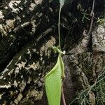 Nepenthes mirabilis Fuelha