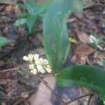 Simaba guianensis Floare
