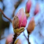 Magnolia × soulangeana Цветок