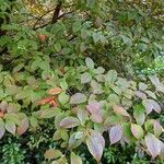 Stewartia pseudocamellia Folla