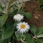 Pachystegia insignis Flower