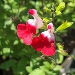 Salvia × jamensis