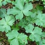 Sanicula europaea Blad