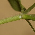 Stellaria pallida മറ്റ്