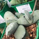 Gasteria glomerata Hoja