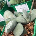 Gasteria glomerata 葉