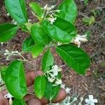 Nyctanthes arbor-tristis Folha