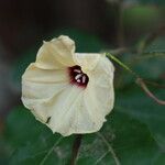Hewittia malabarica Цветок