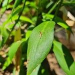 Ruscus hypoglossum Hoja