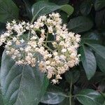 Viburnum odoratissimum Blomst