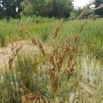 Juncus subulatus