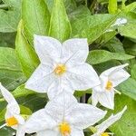 Solanum bonarienseFlower