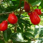 Paullinia elegans Fruit