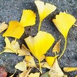 Ginkgo biloba List