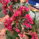 Clerodendrum splendens Blüte