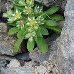 Sedum litoreum Blüte