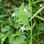 Stellaria alsine Blüte