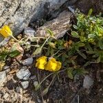 Helianthemum oelandicum Blomma