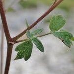 Thalictrum minus Levél