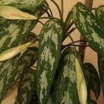 Aglaonema nitidum