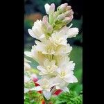 Polianthes tuberosa অভ্যাস