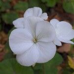 Pelargonium zonaleപുഷ്പം