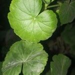 Pelargonium zonaleBlatt